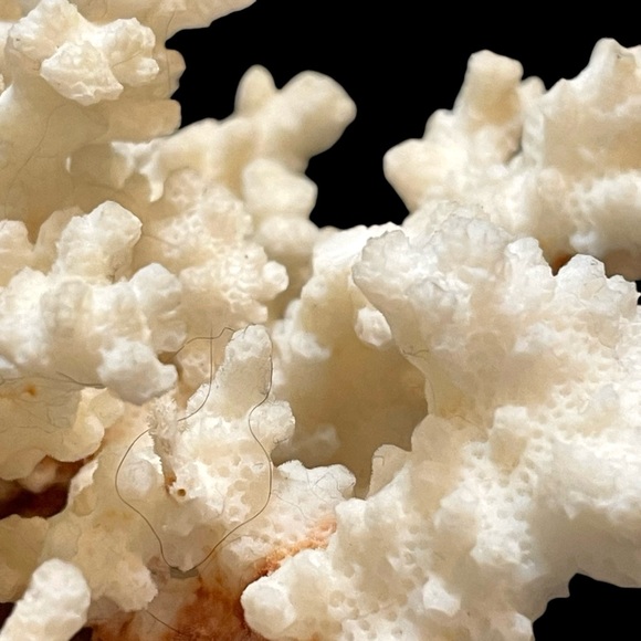 Vintage 1950s Natural Dried Coral Specimen Large Sculpture with Ceramic Base - Picture 12 of 12